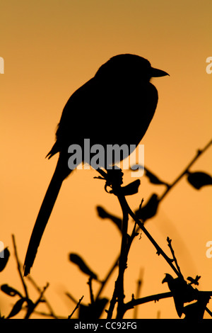 Florida Scrub-Jay (Aphelocoma coerulescens) silhouetted against the sunset Stock Photo