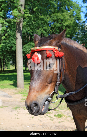head horse Stock Photo