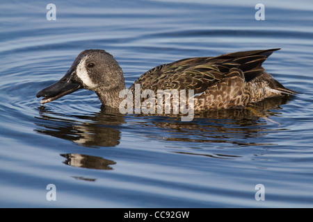 male Blue-winged Teal (Anas discors) Stock Photo