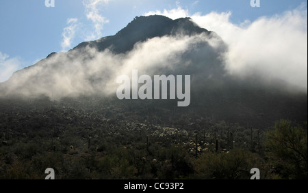 Fog weaves it's way through Tucson Mountain Park in the Sonoran Desert, Tucson, Arizona, USA. Stock Photo