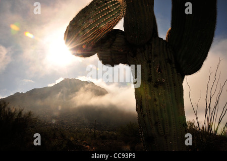 Fog weaves it's way through Tucson Mountain Park in the Sonoran Desert, Tucson, Arizona, USA. Stock Photo