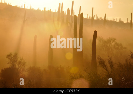 Fog weaves it's way through the Tucson Mountains in the Sonoran Desert, Tucson, Arizona, USA. Stock Photo