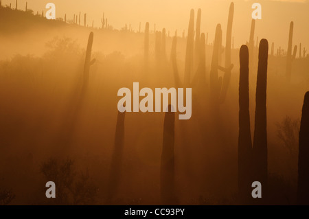 Fog weaves it's way through the Tucson Mountains in the Sonoran Desert, Tucson, Arizona, USA. Stock Photo