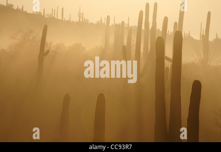 Fog weaves it's way through the Tucson Mountains in the Sonoran Desert, Tucson, Arizona, USA. Stock Photo