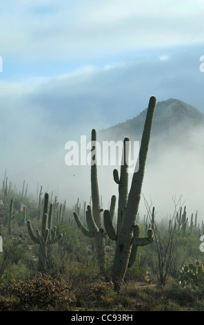 Fog weaves it's way through Saguaro National Park in the Sonoran Desert, Tucson, Arizona, USA. Stock Photo