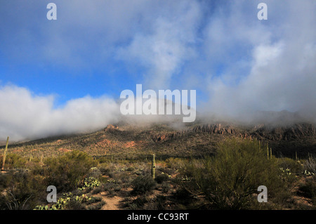 Fog weaves it's way through the Tucson Mountains in the Sonoran Desert, Tucson, Arizona, USA. Stock Photo