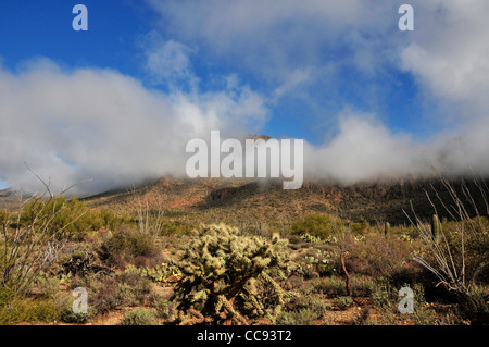 Fog weaves it's way through the Tucson Mountains in the Sonoran Desert, Tucson, Arizona, USA. Stock Photo