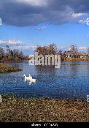 three geese on river near villages Stock Photo
