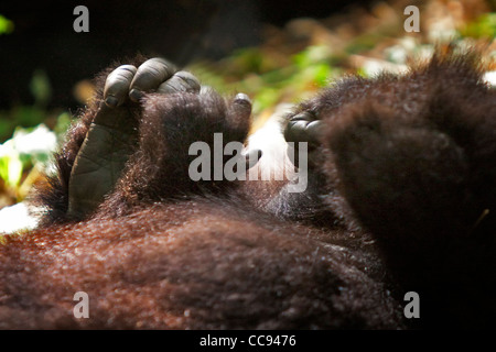 Close-up of the feet and hands of a toddler mountain gorilla in Rwanda. Stock Photo