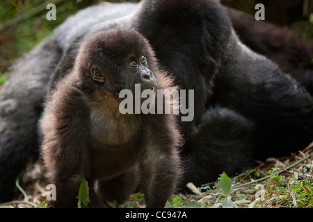 Toddler and silver back mountain gorillas in Rwanda. Stock Photo