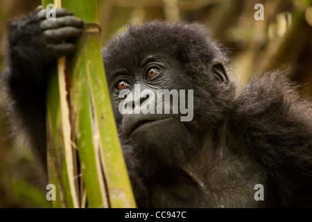 Male toddler mountain gorilla in Rwanda. Stock Photo