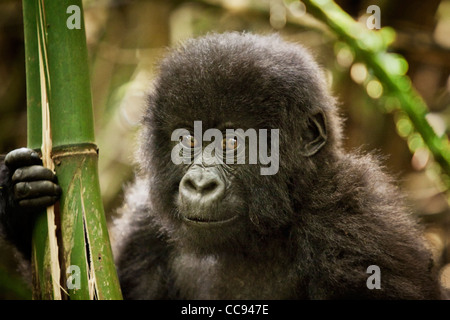 Male toddler mountain gorilla in Rwanda. Stock Photo