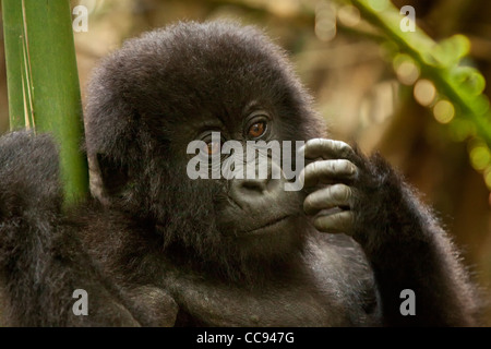 Male toddler mountain gorilla in Rwanda. Stock Photo