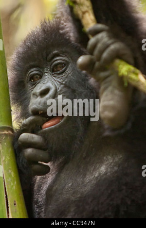 Male toddler mountain gorilla in Rwanda. Stock Photo