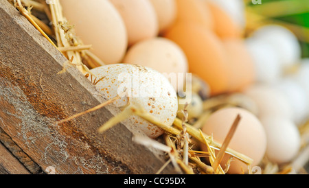 Natural eggs in nest close up Stock Photo