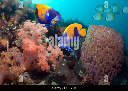 Blue-girdled angelfish (Pomacanthus navarchus) swimming over coral reef with soft coral Komodo NP Indonesia. Stock Photo