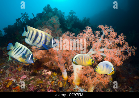 Six-banded angelfish and Redfin butterflyfish  swimming past soft corals on reef Stock Photo