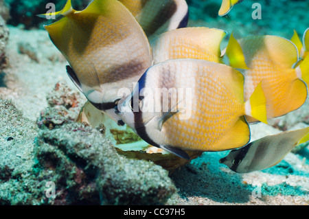 Klein's butterflyfish (Chaetodon kleinii). North Sulawesi, Indonesia. Stock Photo