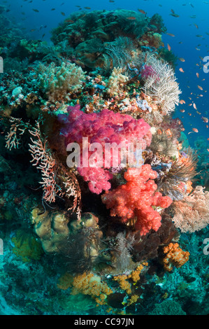 Coral reef scenery with gorgonians and soft corals Rinca Komodo National Park Indonesia. Stock Photo