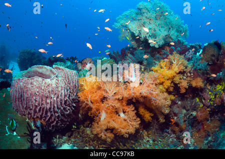 Coral reef with Barrel sponge (Xestospongia sp.) and soft coral (Scleronethphya sp.). Komodo National Park, Indonesia. Stock Photo