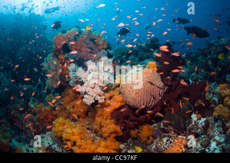 Coral reef scenery with Barrel sponge (Xestospongia sp.) and soft coral (Scleronethphya sp.). Komodo National Park, Indonesia. Stock Photo