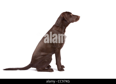 A Chocolate Labrador Pointer cross at 7 months old Stock Photo