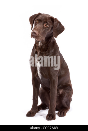 A Chocolate Labrador Pointer cross at 7 months old Stock Photo