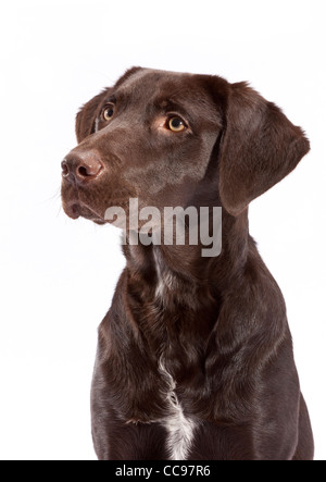 A Chocolate Labrador Pointer cross at 7 months old Stock Photo