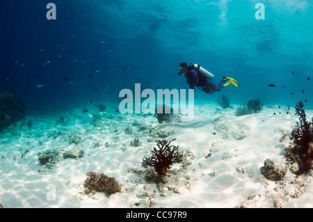 Male diver swimming over sandy bottom on shallow reef. Komodo National Park, Indonesia. Stock Photo