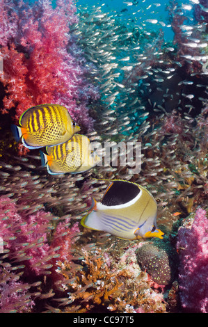 Coral reef scenery with a Saddled butterflyfish and a pair of Spot-banded butterflyfish.  Andaman Sea Thailand Stock Photo