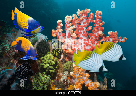 Coral reef scenery with Blue-girdled angelfish and Threadfin butterflyfish  Komodo National Park Indonesia Stock Photo