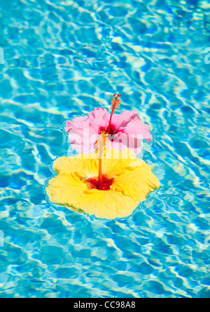 Colorful Flower Floating in Pool Stock Photo