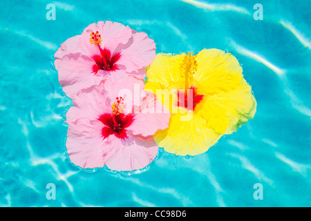 Colorful Flower Floating in Pool Stock Photo