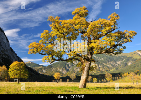 Maple Tree in Autumn, Grosser Ahornboden, Karwendel, Eng, Tyrol, Austria Stock Photo