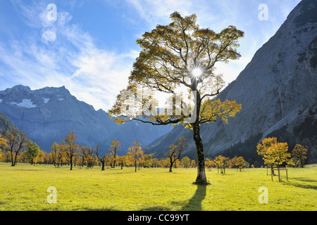 Maple Tree in Autumn, Grosser Ahornboden, Karwendel, Eng, Tyrol, Austria Stock Photo