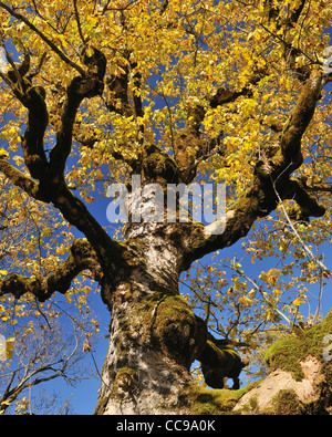 Maple Tree in Autumn, Grosser Ahornboden, Karwendel, Eng, Tyrol, Austria Stock Photo