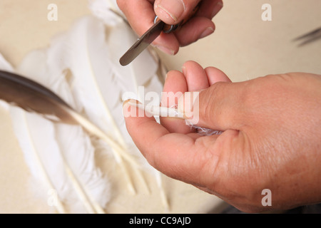 Dan Jaffe making  traditional quill pens from goose feather  by hand some time ostrich or peacock are used in Devon Stock Photo