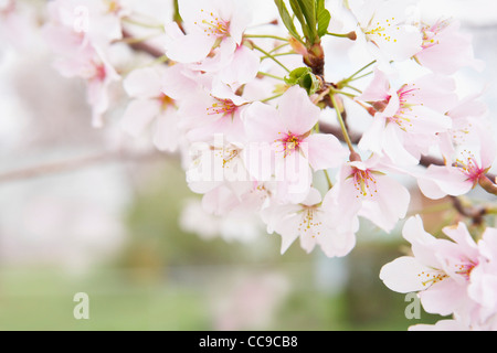 Close-up of Akebono Cherry Tree Blossoms, Washington, D.C., USA Stock Photo