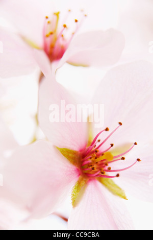 Close-up of Akebono Cherry Tree Blossoms, Washington, D.C., USA Stock Photo