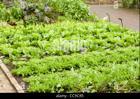 Chicory Witloof Cichorium Endivia Cichorium Intybus Belgian Endive ...