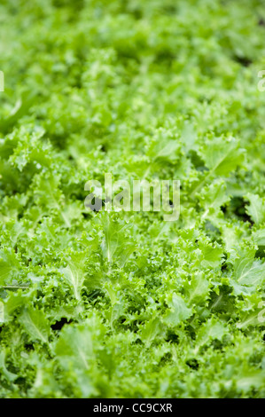 Frisee-Salat ‚Pancalieri‘ – 750 Samenfeste Endivien-Samen Für Deinen Garten
