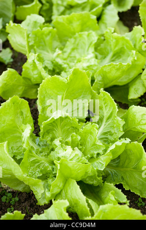 Endive ‘Blonde Full Heart’, Cichorium endivia Stock Photo - Alamy