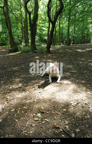 English Bull Terrier Dog Portrait In The Woods Thundersley Common Thundersley Essex England Stock Photo