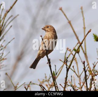 sparrow on a bush Stock Photo