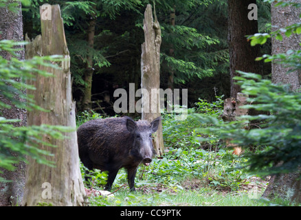 Wild boar (Sus scrofa) Stock Photo