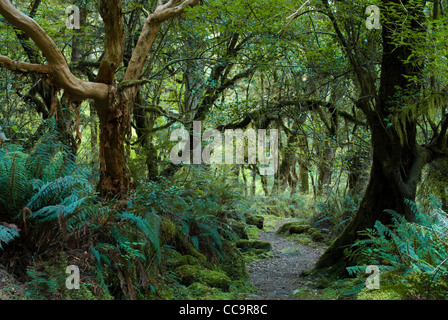 primeval forest on kepler track, fiordland, new zealand Stock Photo