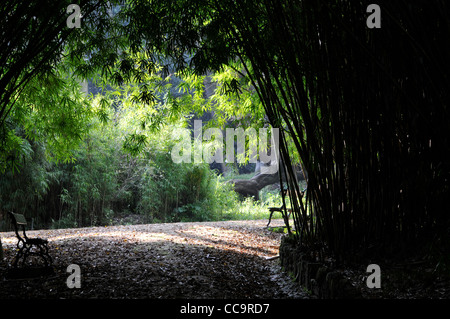 Bamboo. Botanical Garden of Lisbon, Portugal. Stock Photo
