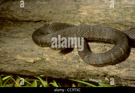 Northern water snake Ontario Canada Stock Photo: 13582802 - Alamy