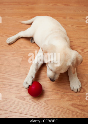 Labrador retriever puppy lying on the floor and playing with a red ball Stock Photo