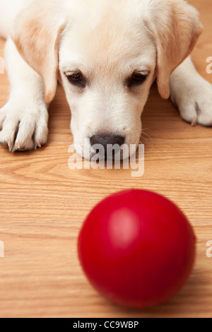 Labrador retriever puppy lying on the floor and playing with a red ball Stock Photo